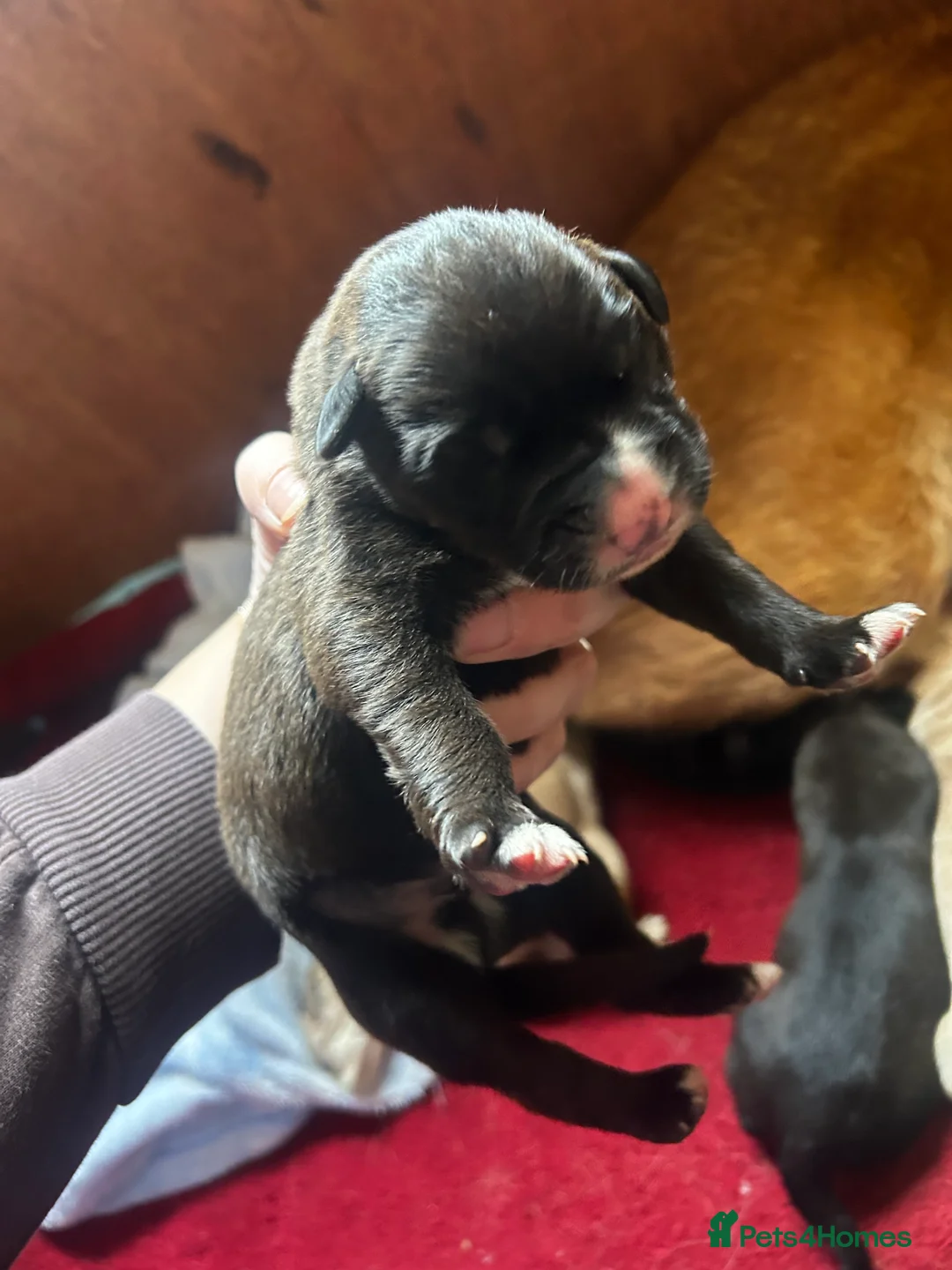 Mixed Breed dogs for sale: GSD x Lab  - Advert 11