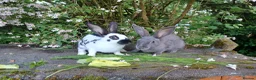 English rabbits for sale: Yurvac vaccinated English rabbits, ready now!  - Advert 3