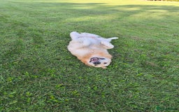 Golden Retriever dogs for stud: Gorgeous golden retriever  - Image 11