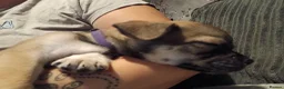 Mixed Breed dogs for sale: Beautiful playfull puppies for sale in Leighton Buzzard - Advert 2