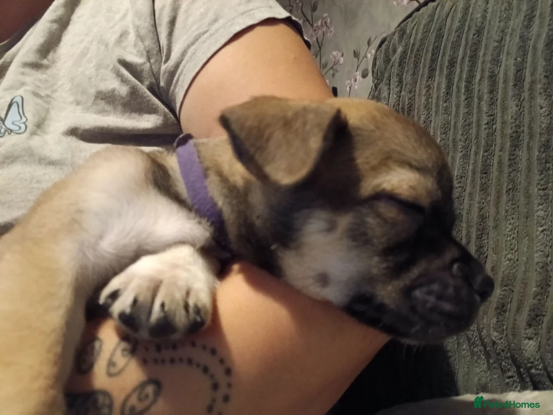 Mixed Breed dogs for sale: Beautiful playfull puppies for sale in Leighton Buzzard - Advert 2