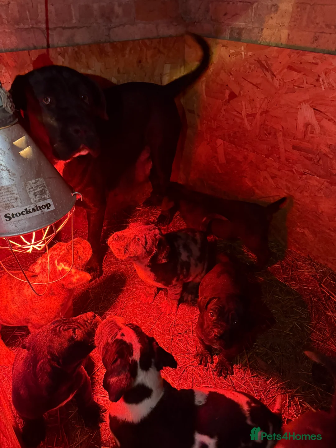 Mixed Breed dogs for sale: Cane Corso  ** tiff - Advert 11