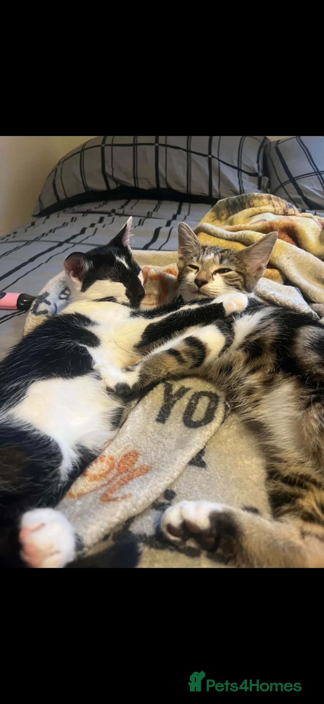 Bengal cats for sale: Bengal kittens  - Advert 1