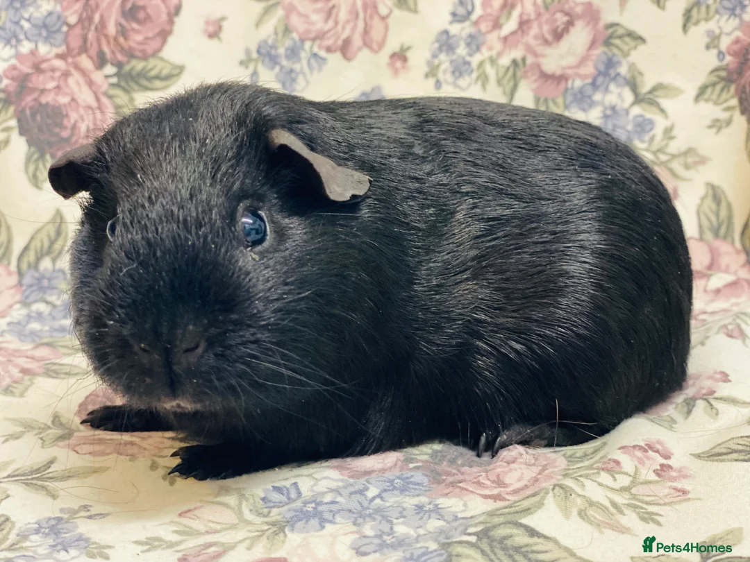 Guinea Pig rodents for sale: Pretty mix of male guineapig babies and youngsters - Advert 9