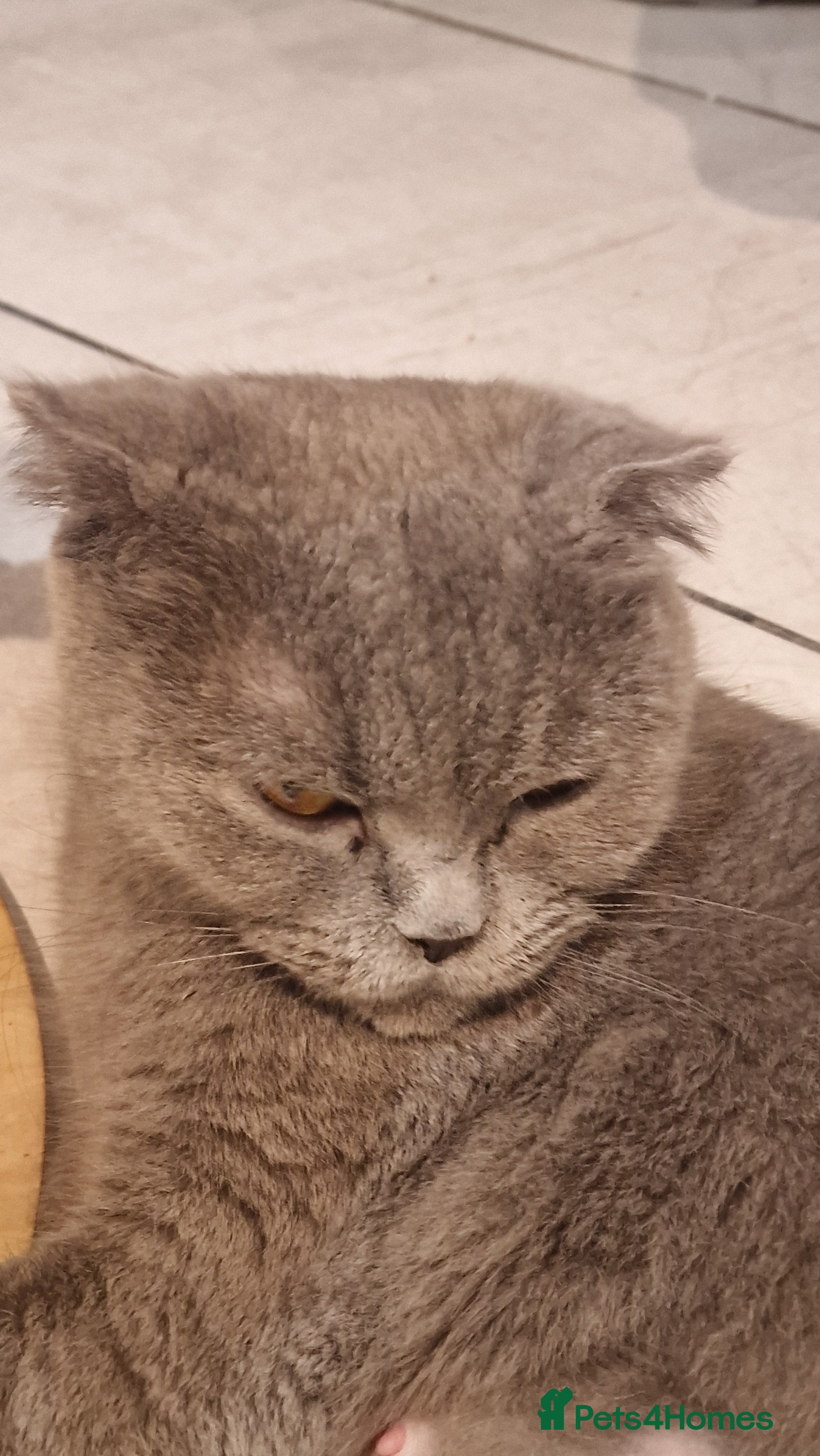 British Shorthair cats the boy with straight ears  - Advert 6