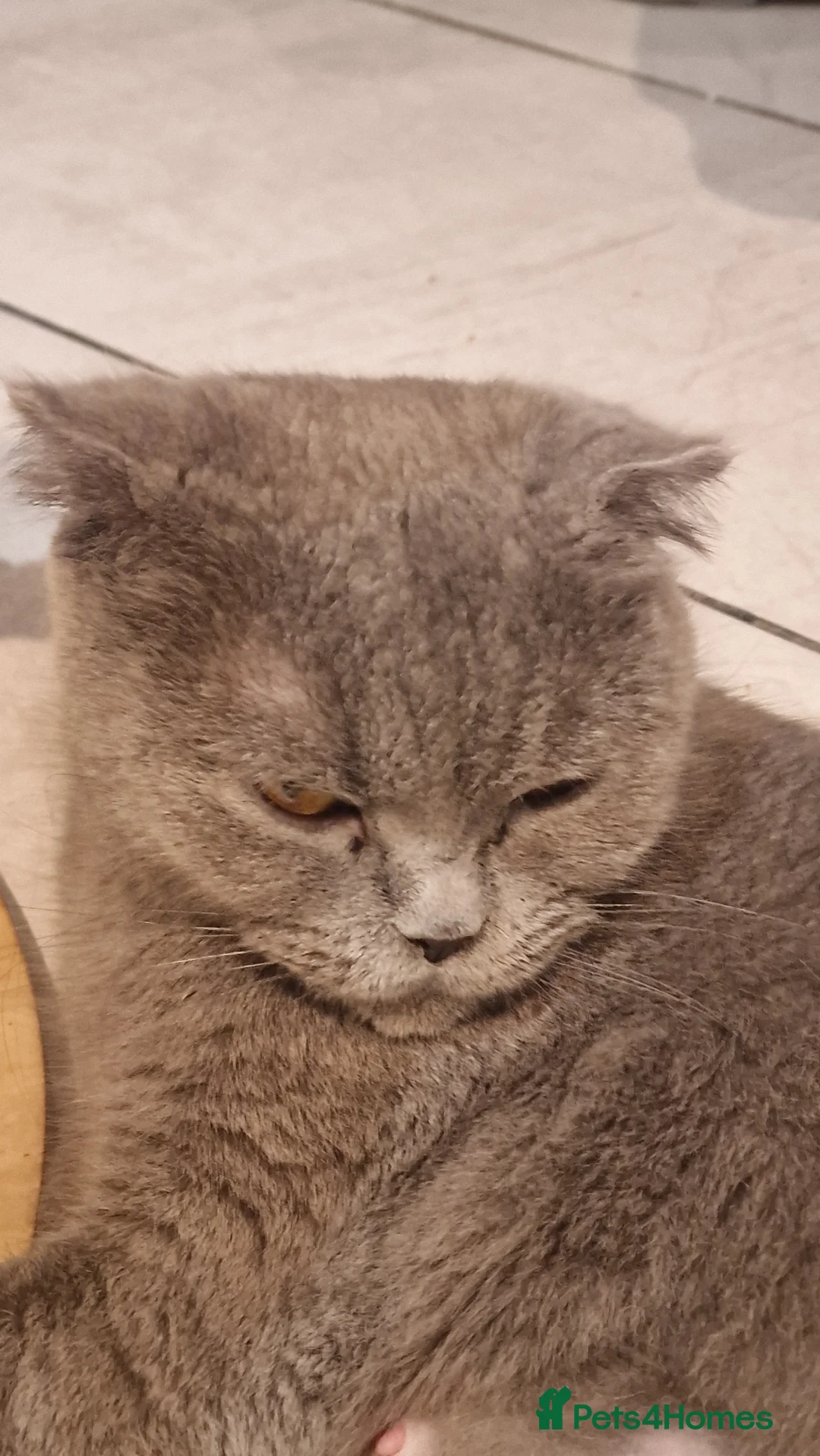 British Shorthair cats for sale: the boy with straight ears  - Advert 1