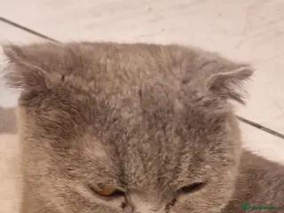 British Shorthair cats the boy with straight ears - Advert 6