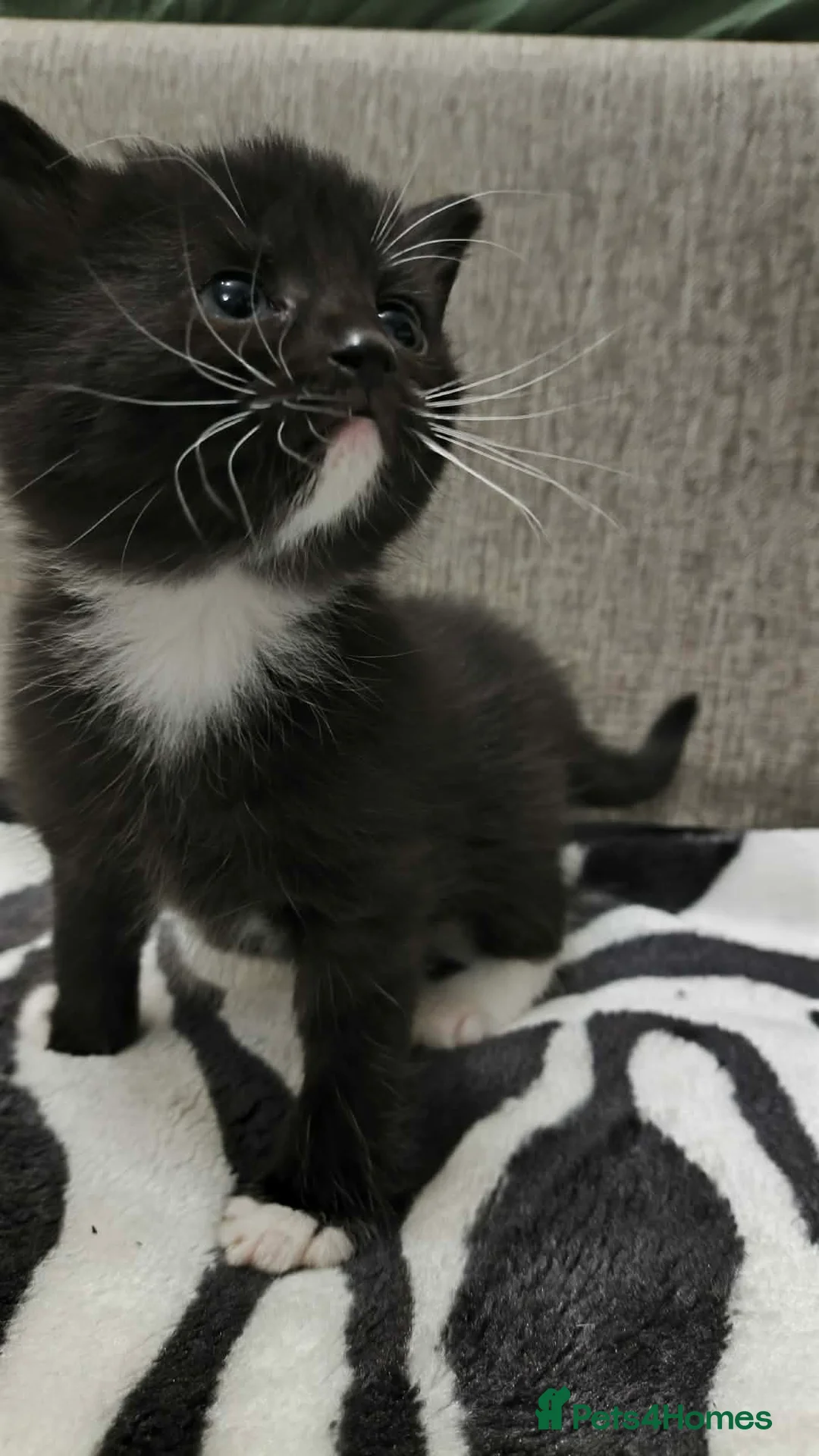 Mixed Breed cats for sale: Adorable Tabby Kittens Looking for Forever Homes - Advert 13