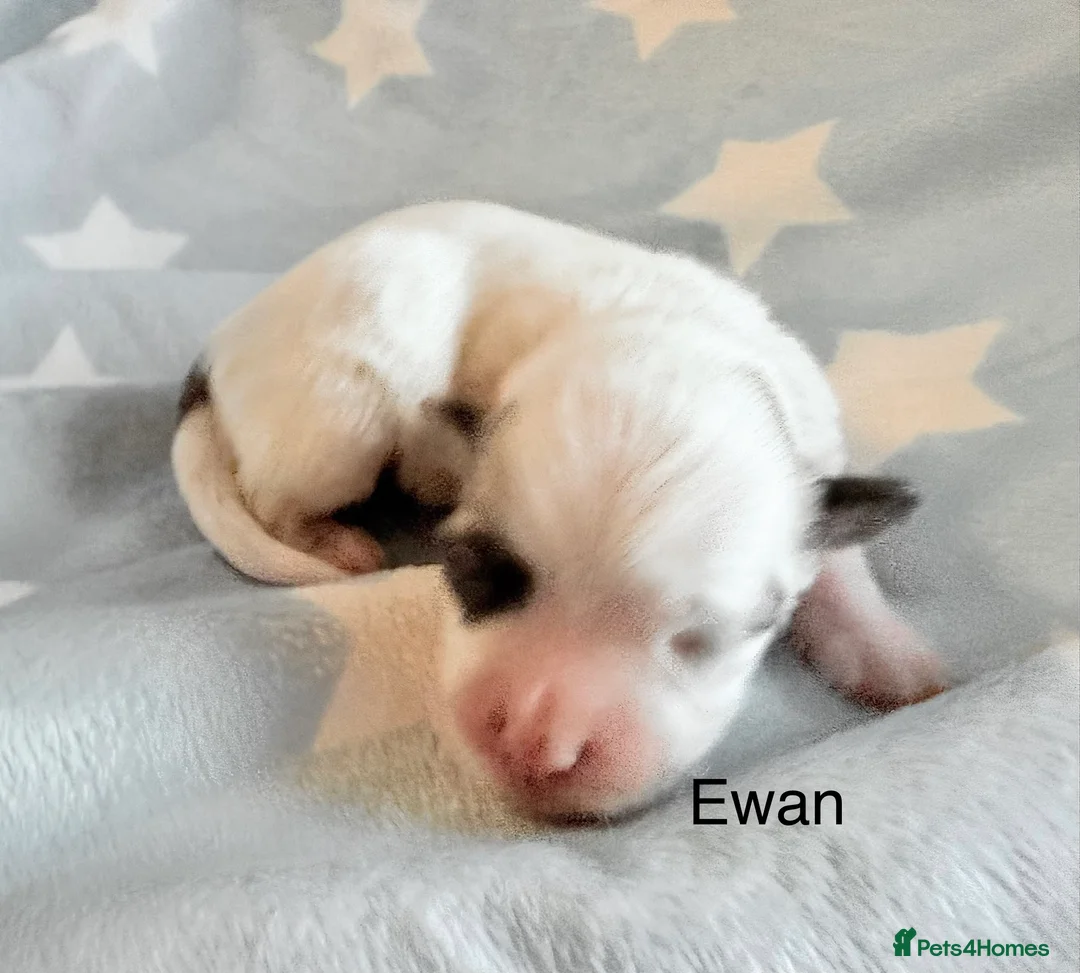 Coton De Tulear dogs for sale: KC reg Coton de Tulear parents DNA health tested  - Advert 32