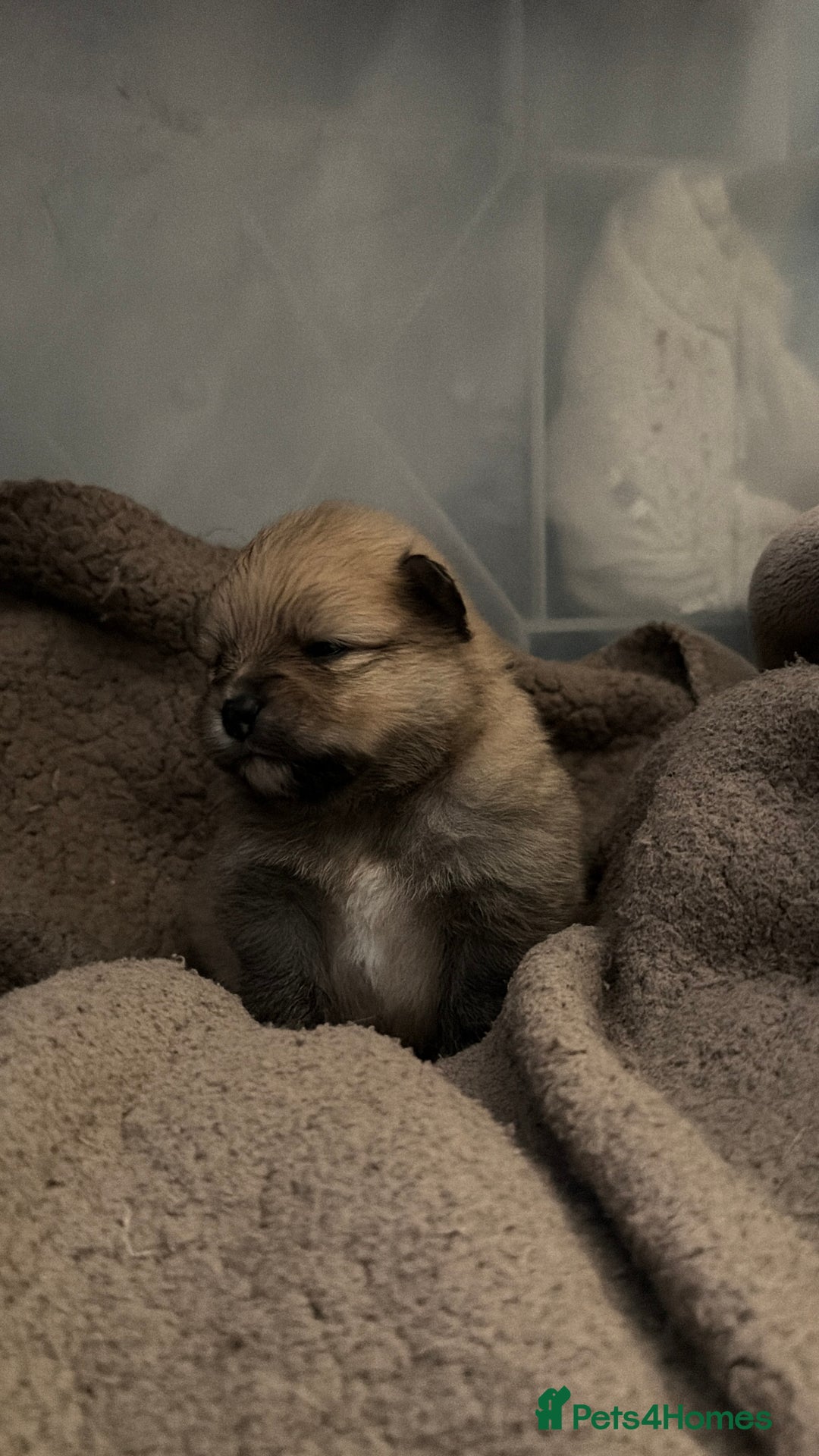 Pomeranian dogs for sale: EXTRA SMALL POMERANIAN PUPPIES  - Advert 27