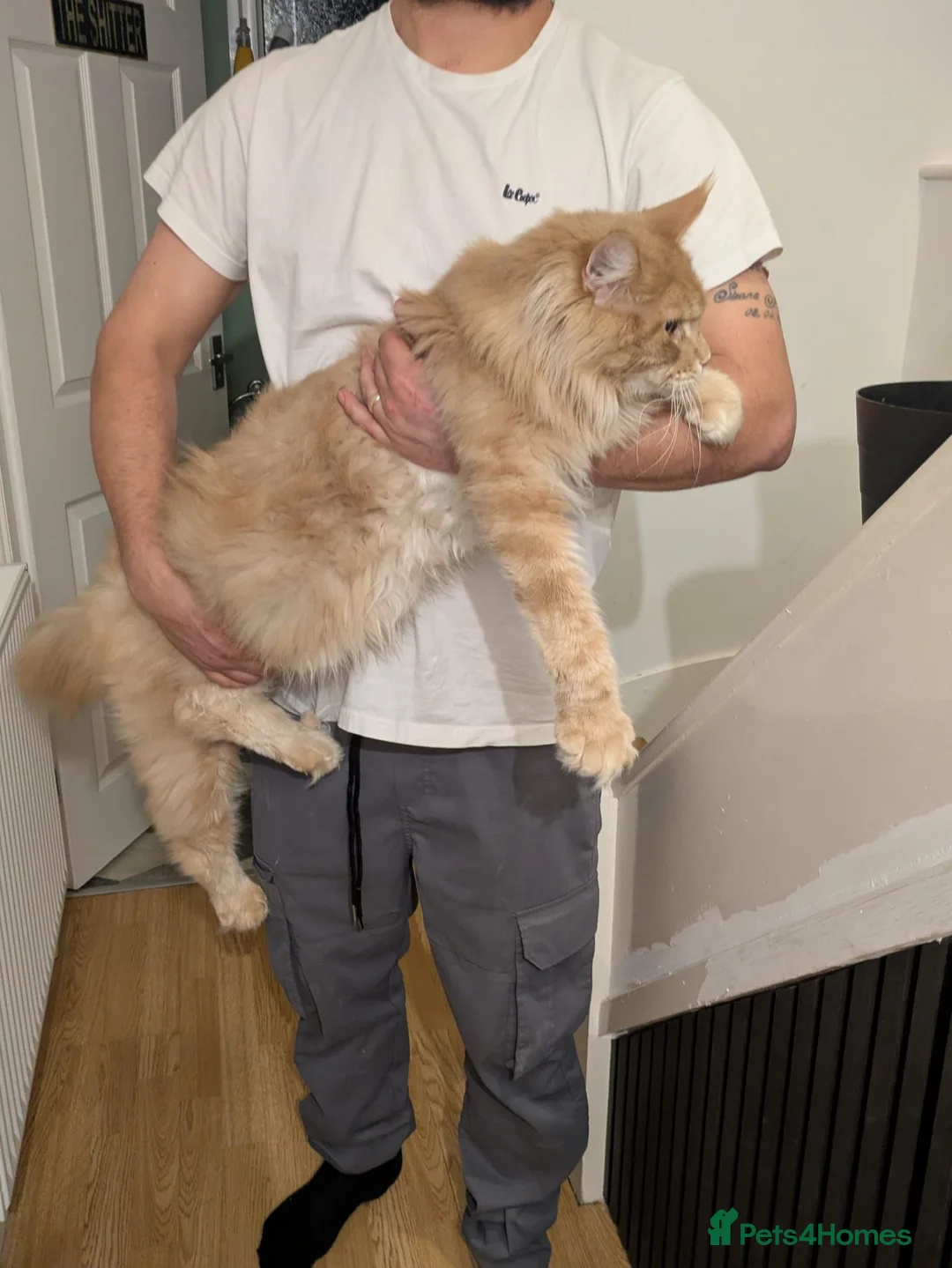Maine Coon cats for sale: Male Maine coone  in Woodhall Spa - Advert 2