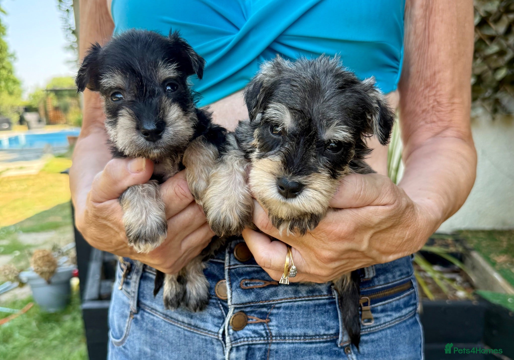 Miniature Schnauzer dogs Beautiful kc reg miniature schnauzer puppies - Advert 6