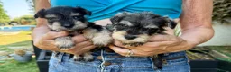 Miniature Schnauzer dogs for sale: Beautiful kc reg miniature schnauzer puppies - Advert 1