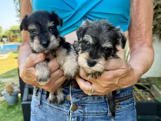 Miniature Schnauzer dogs Beautiful kc reg miniature schnauzer puppies - Advert 1