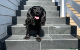 Cocker Spaniel dogs for sale: Quality KC Registered Working Cocker Spaniels - Image 14