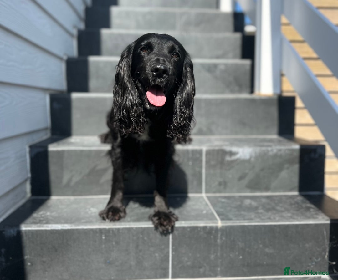 Cocker Spaniel dogs for sale: Quality KC Registered Working Cocker Spaniels - Image 14