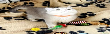 British Shorthair 1