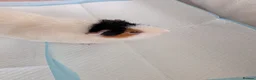 Guinea Pig rodents for sale: 2 Male Guinea Pigs With Hutch - Advert 8