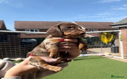 Miniature Dachshund dogs for sale: Miniature Dachshund Puppies  - Image 4