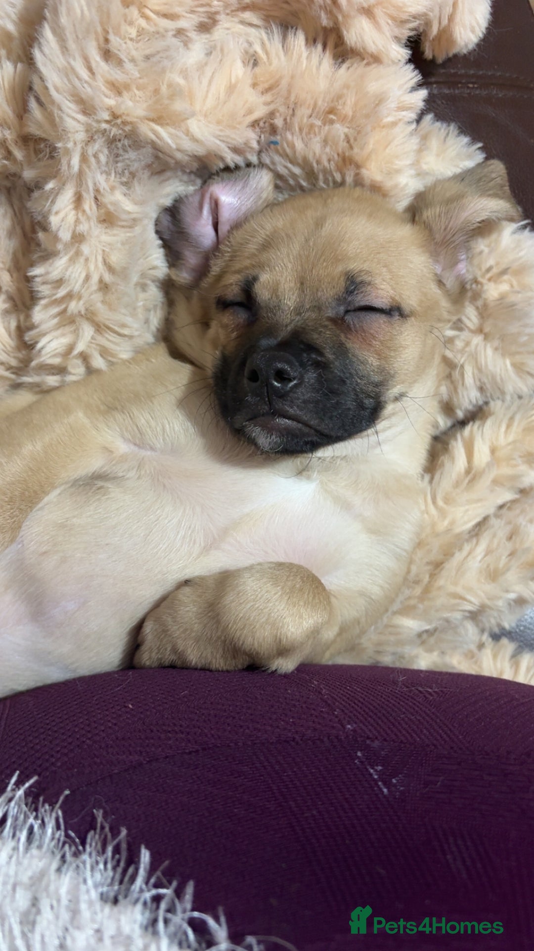 Mixed Breed dogs for sale: Cavapooxfrug  - Advert 5