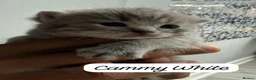 British Shorthair cats for sale: 4 Blue Striped Spotted British shorthair kittens - Advert 27