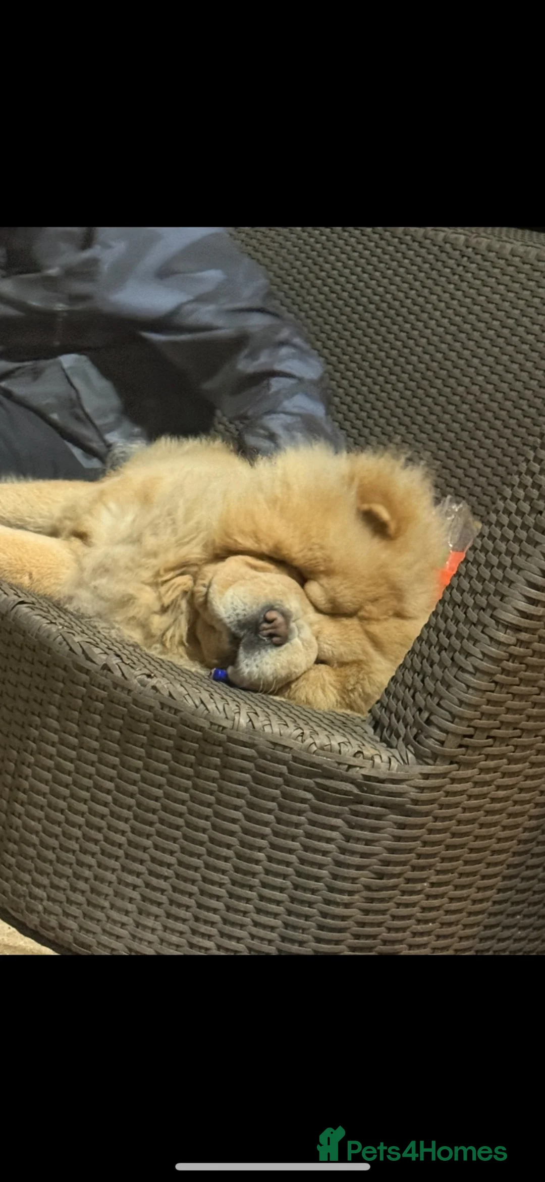 Chow Chow dogs for sale: Puppy adorable chow chows  - Advert 2