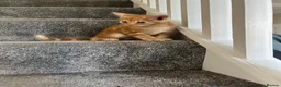 Mixed Breed cats for sale: Loving kittens looking for new family - Advert 7