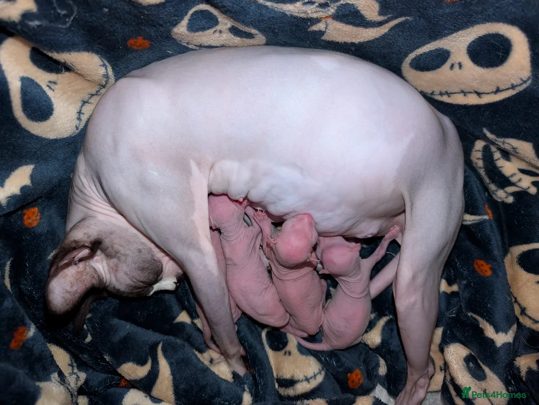 Sphynx cats for sale: £1,100 12 week male Sphynx elf ear kitten chester - Advert 12