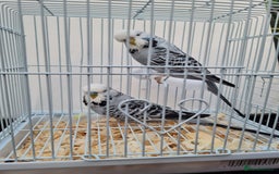 Budgerigars birds for sale: Lovely young budgies for sale Various colours  - Image 7