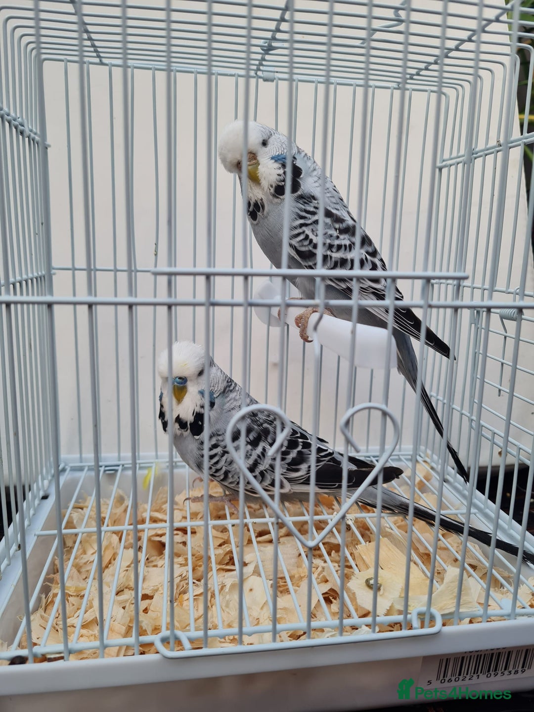 Budgerigars birds for sale: Lovely young budgies for sale Various colours  - Image 7