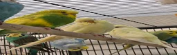 Budgerigars birds for sale: Young budgies for sale.  - Advert 6