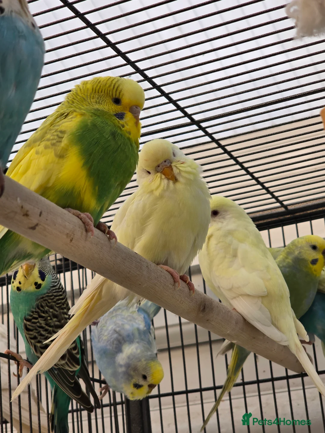 Budgerigars birds for sale: Young budgies for sale.  - Advert 6