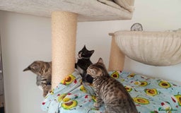 Bengal cats for sale: Bengal Torbie mix kittens, 1 female, 2 male - Image 2