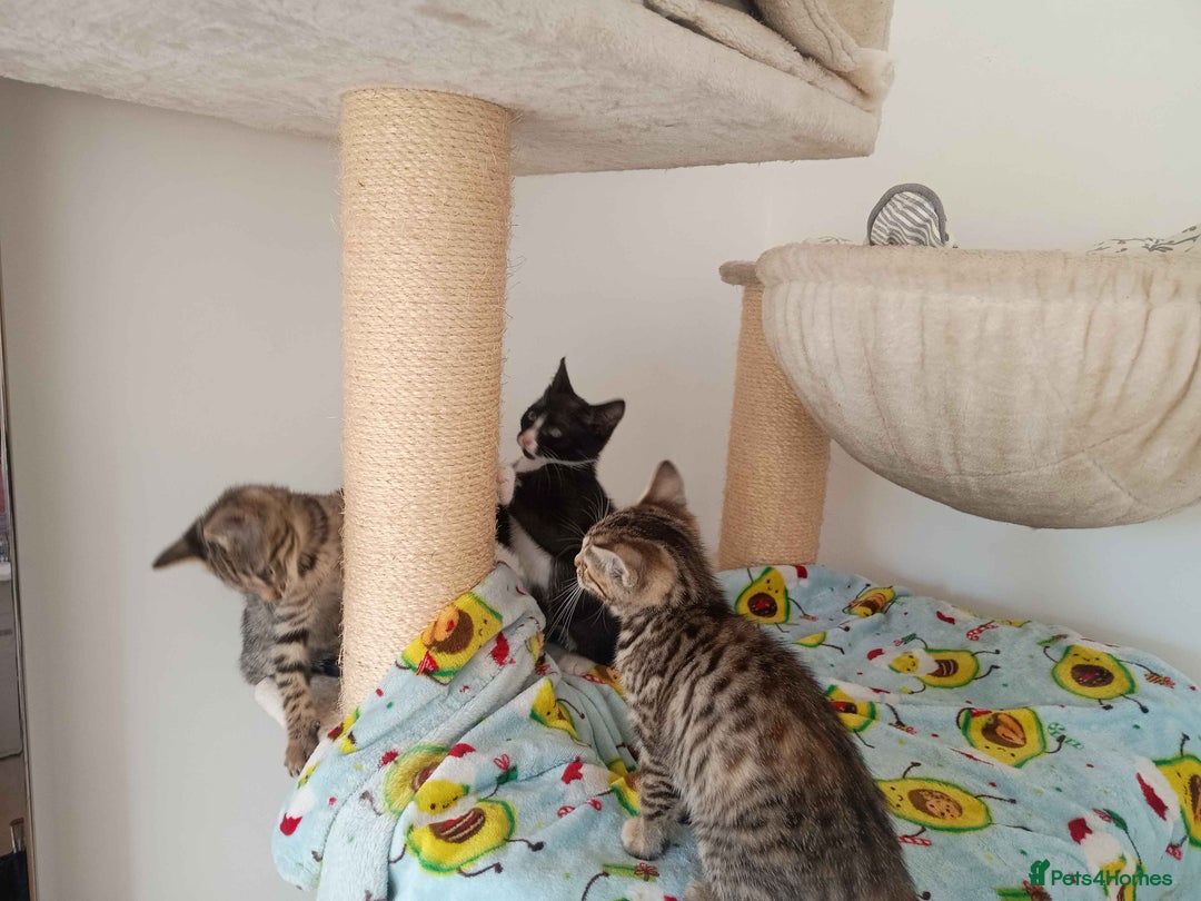 Bengal cats for sale: Bengal Torbie mix kittens, 1 female, 2 male - Image 2