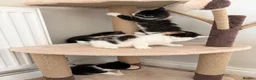 Mixed Breed cats for sale: 4 little kittens on sale in Chelmsford - Advert 4