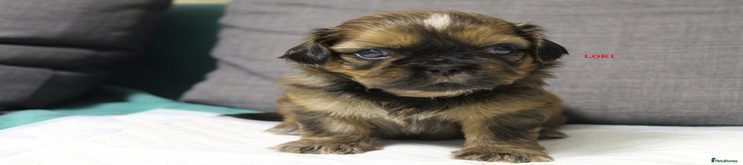 LOKI 