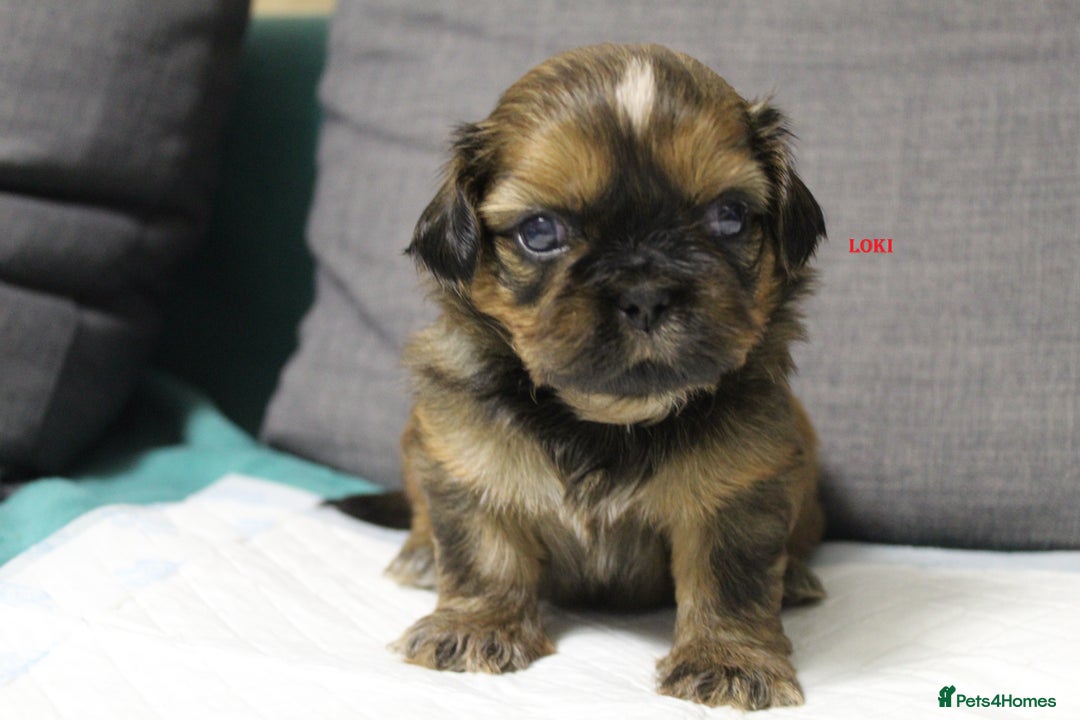 Shih Tzu dogs for sale: LOVELY SHIH TZU PUPPIES  - Image 28
