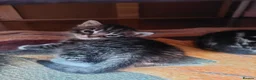 Mixed Breed cats for sale: Beautiful kitten's  - Advert 3