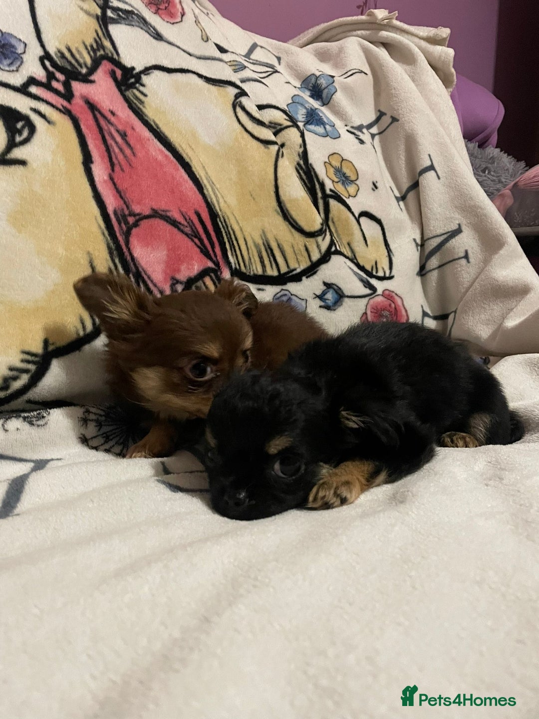 Chihuahua dogs for sale: Beautiful tiny little chihuahua girls - Advert 10