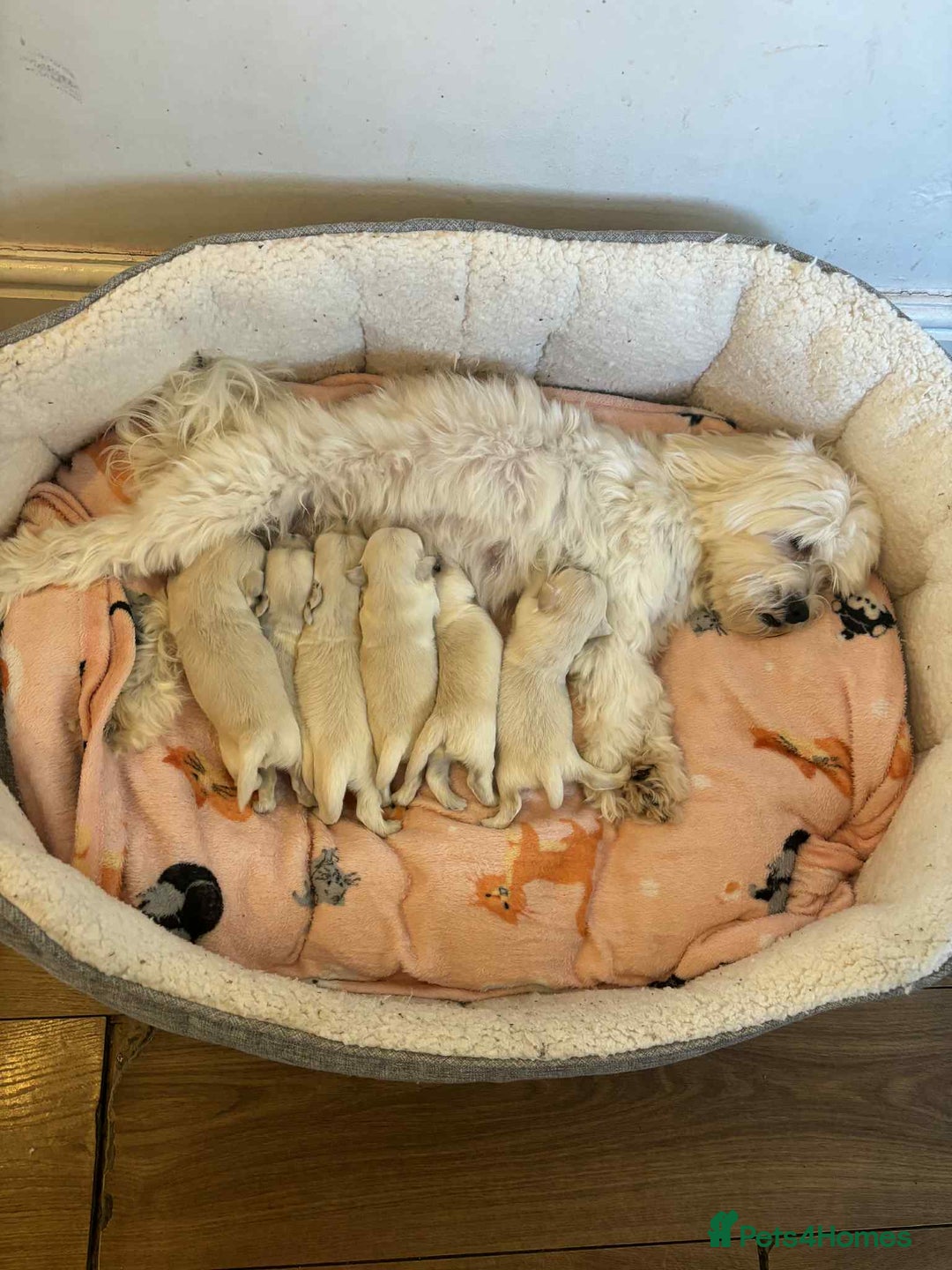 Bichon Frise dogs for sale: Maltese  - Image 2