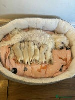 Bichon Frise dogs - Advert 7