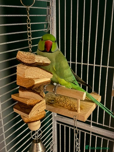 Gallery Image {{count}}