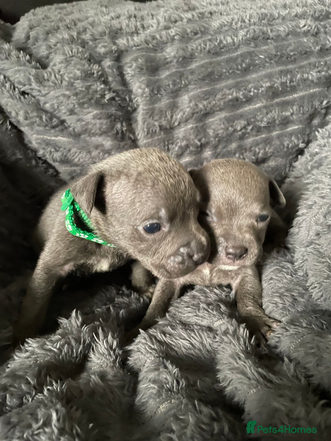 Staffordshire Bull Terrier dogs for sale: Blue Staffordshire Bull Terrier Puppies  - Advert 6
