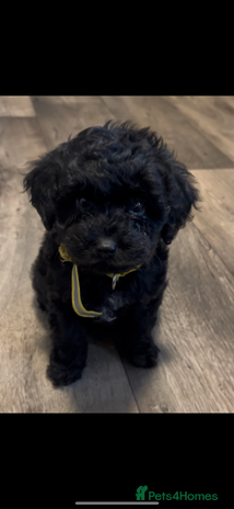 Cavapoo dogs - Advert 4