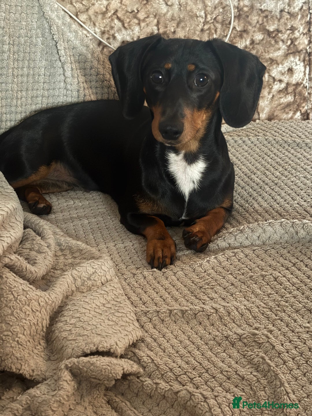 Miniature Dachshund dogs for sale: Miniature Dachshund  - Advert 3