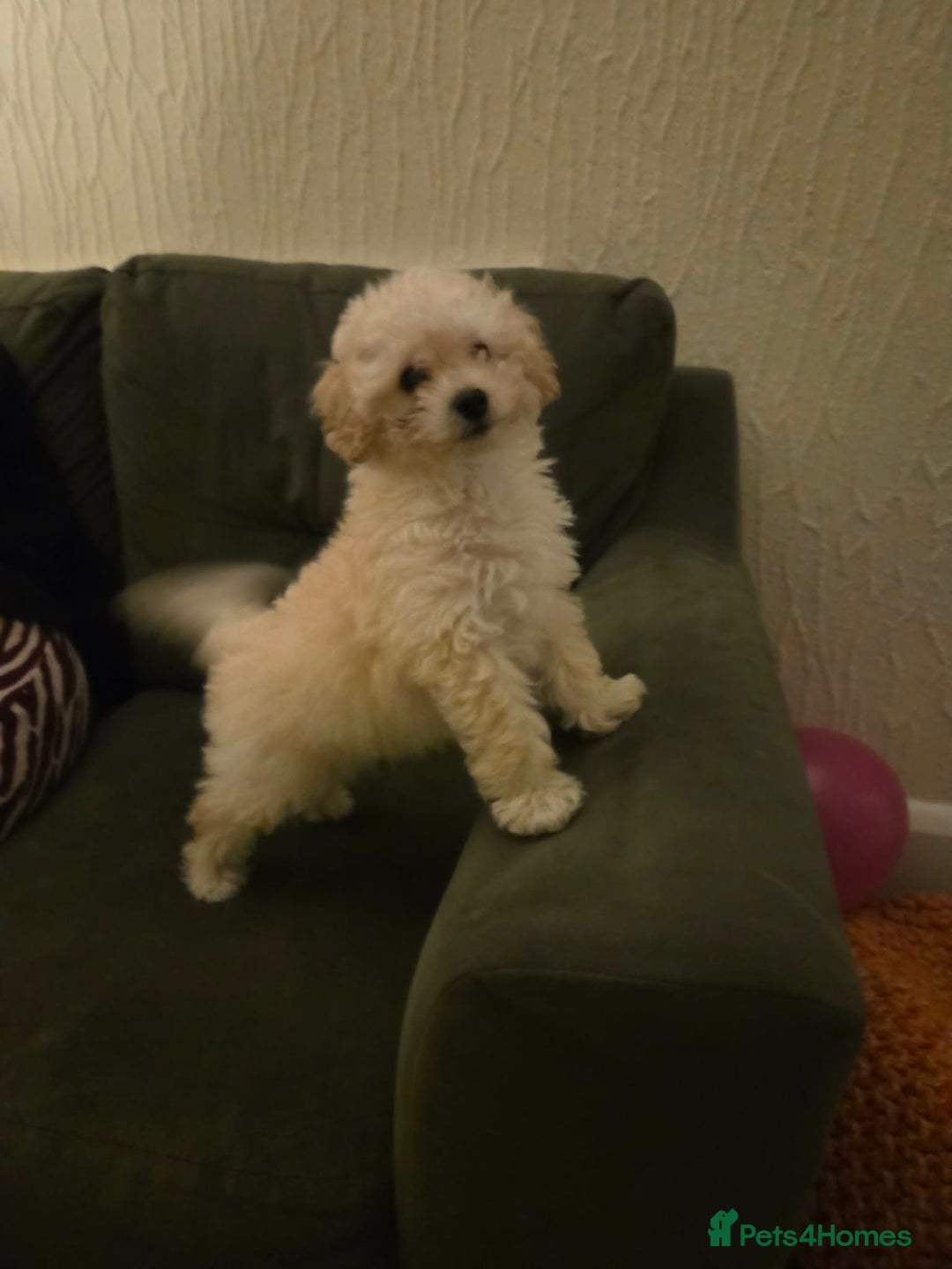 Maltipoo dogs for sale: Nancy (small toy breed cross)  - Advert 5