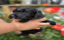 Cockapoo dogs for sale: F1 working cockapoo puppies - Image 24