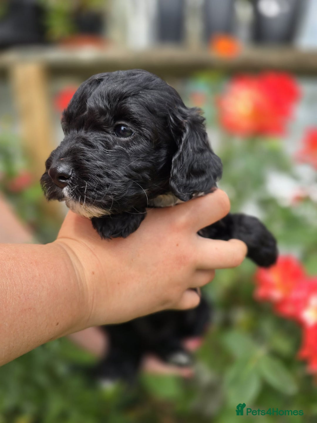Cockapoo dogs for sale: F1 working cockapoo puppies - Image 24