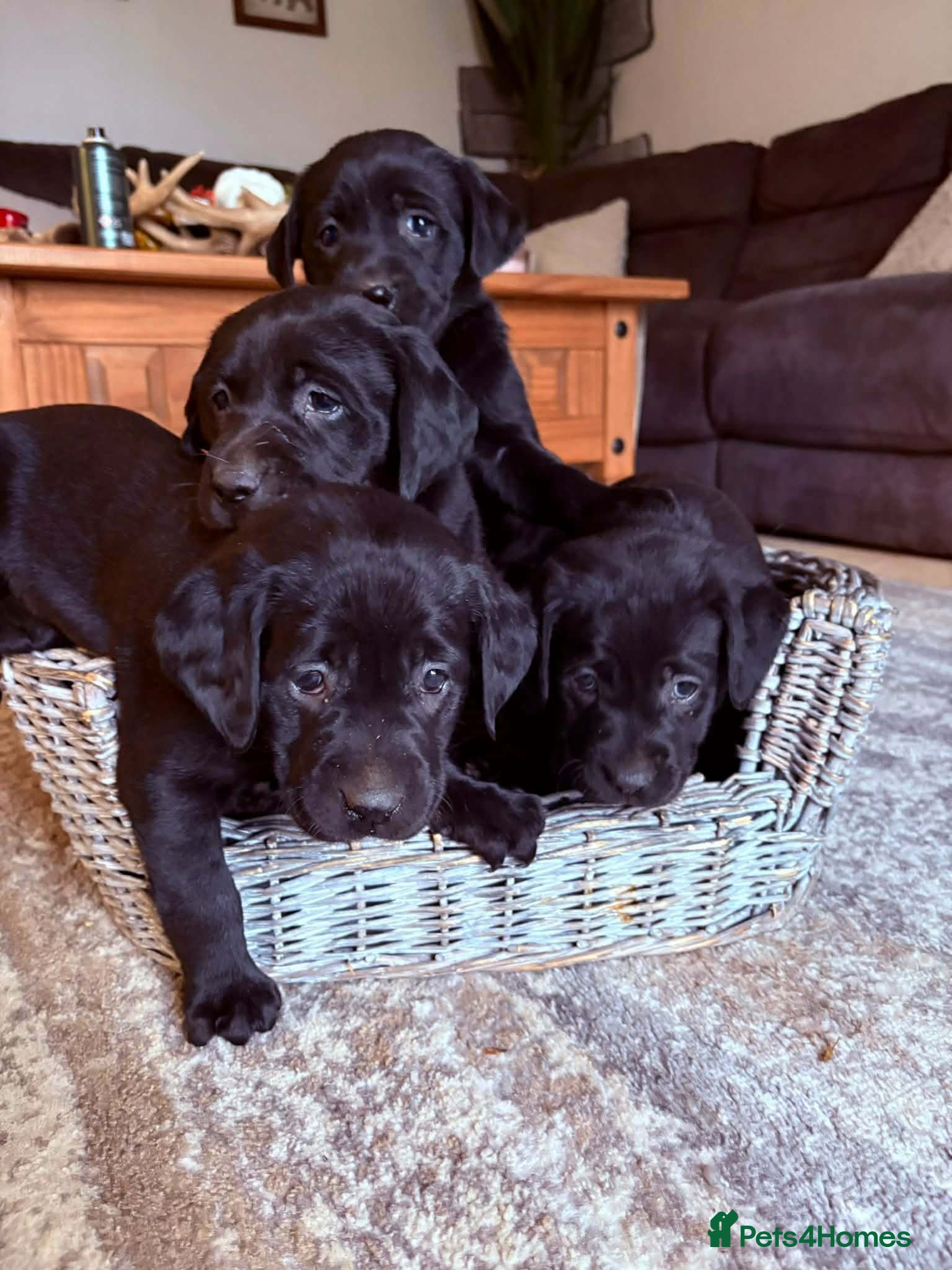 Labrador Retriever dogs Chunky Black **KC REGISTERED** Labrador puppies - Advert 4