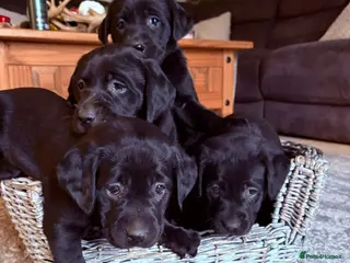 Labrador Retriever dogs Chunky Black **KC REGISTERED** Labrador puppies - Advert 4